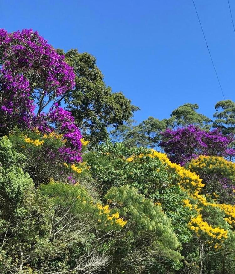 Отель Pinheiros Do Rocio Арарас Экстерьер фото